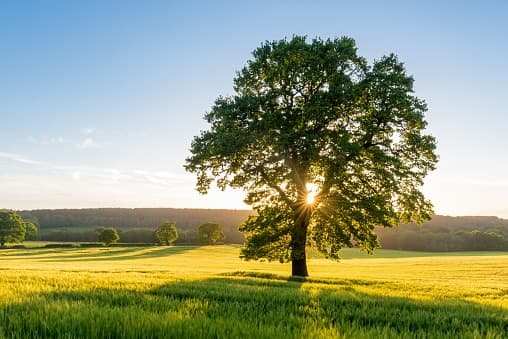 Bomen