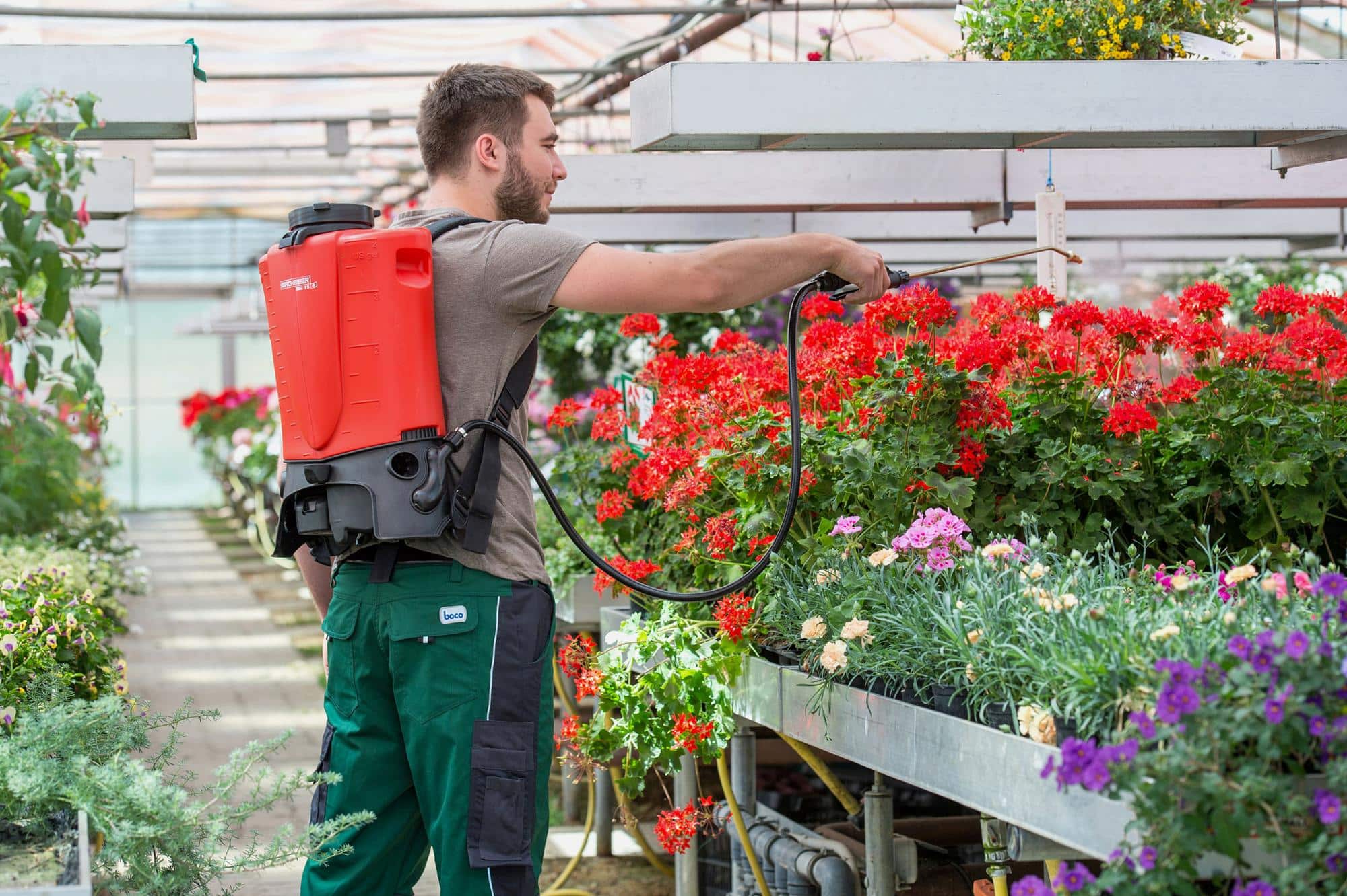 Man behandelt bloeiende containerplanten met een rugspuit in een kas