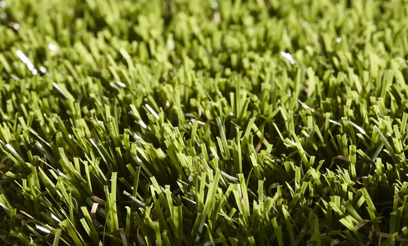 Gras