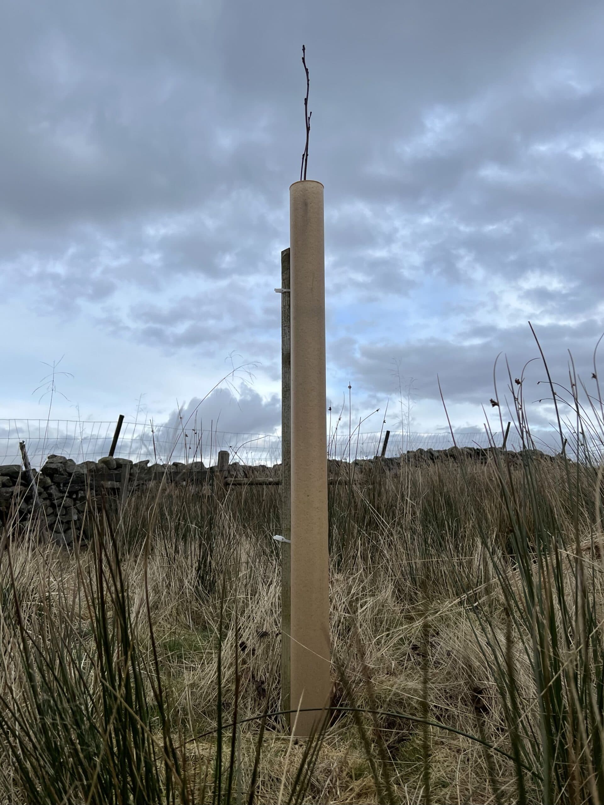 Geplaatste boompaal met boomband in een veld onder een bewolkte hemel