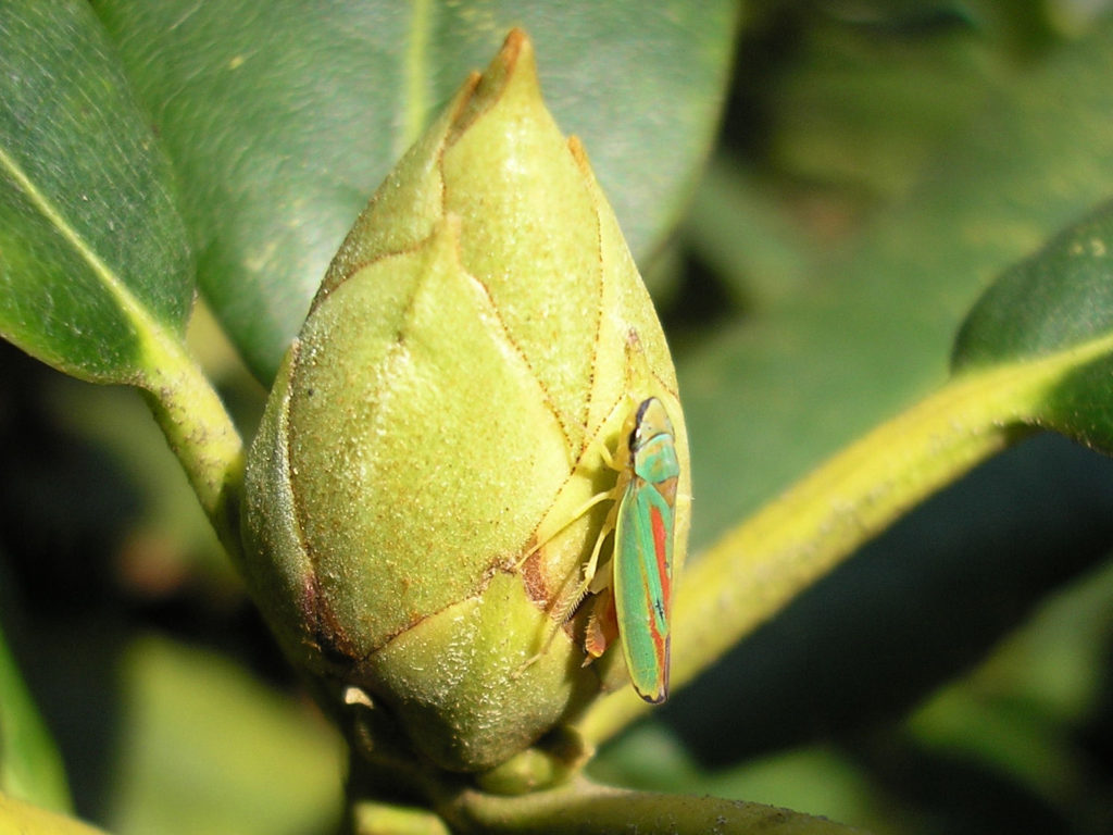 Rhododendroncicade