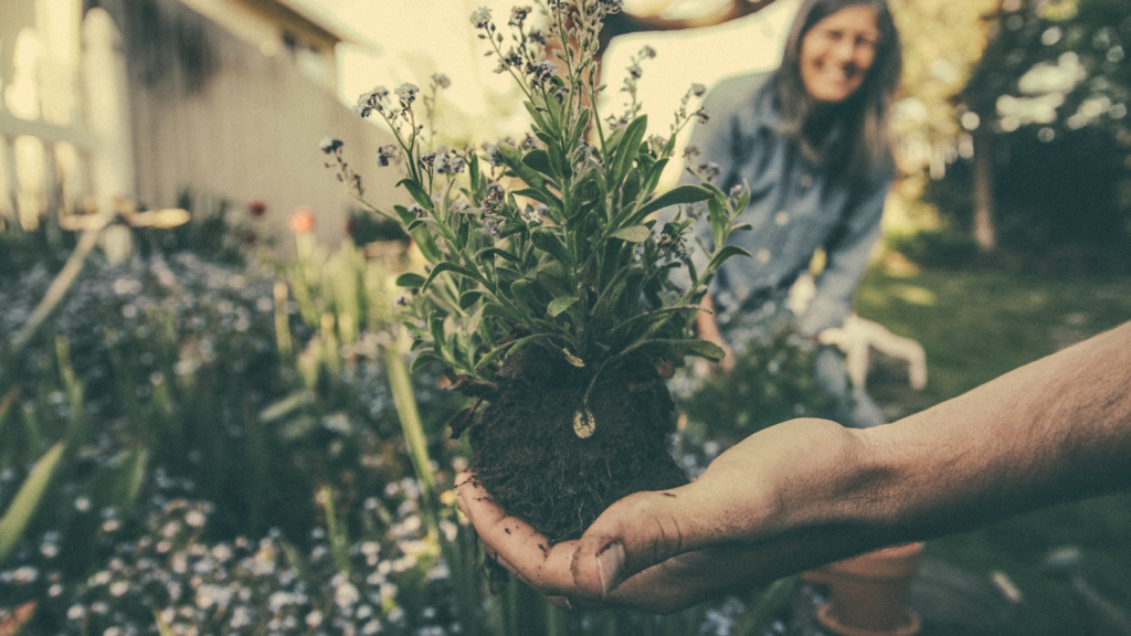 Planten najaar