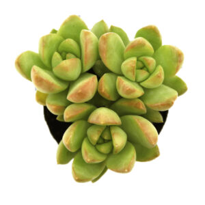 Sedum belgiË